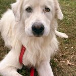 att.a3PQdjZOsGLdbXL-7hHndv3N2TX-w3bNby7oM5-ShQQ